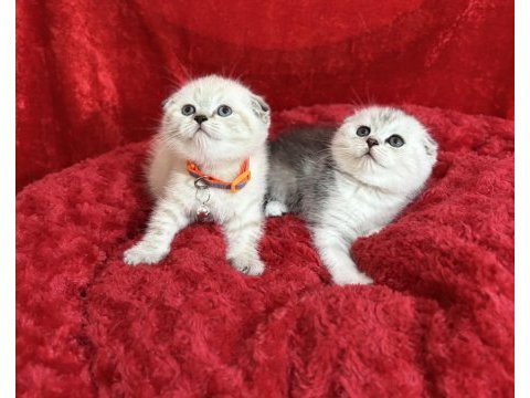 Ayı kafa safkan scottish fold yavrular