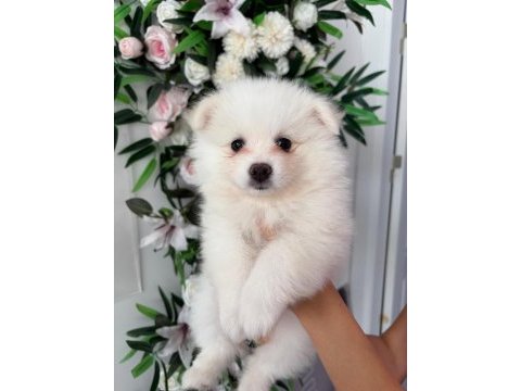 Babby pomeranians