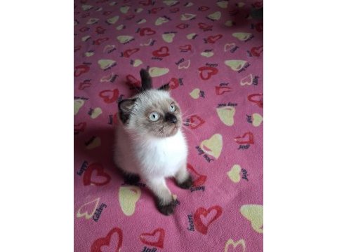 British shorthair yavrularımız