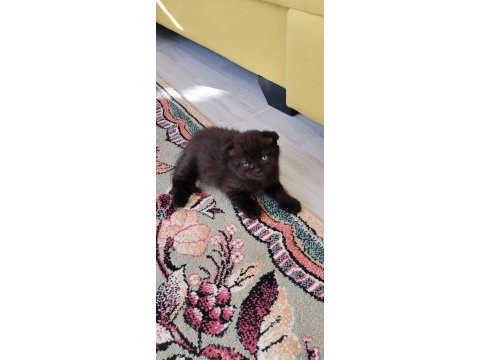 Çok sağlıklı kum ve mama alışkanlığı var scottish