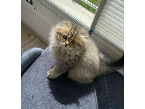 Dişi british longhair