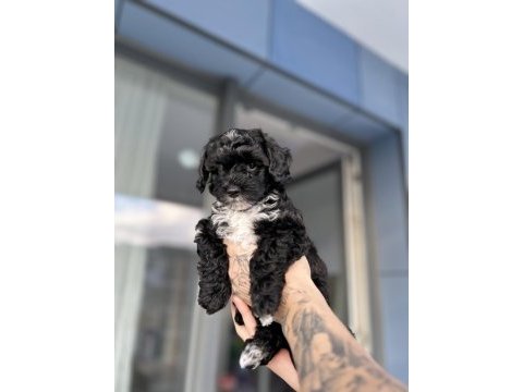 Mini maltipoo yavruları