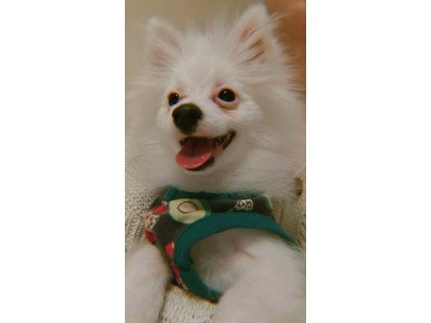 4 aylık pomeranian spitz