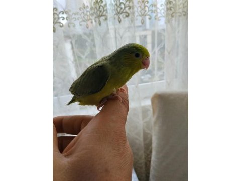 Yavru forpus papağanımız