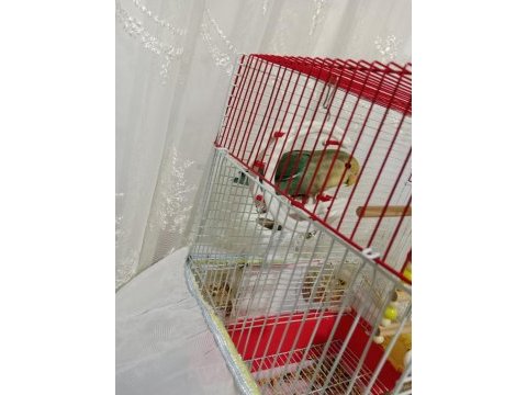 Sevda papağanı mı satıyorum