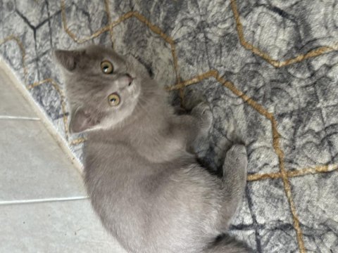 British shorthair yavru 2 mart doğumlu