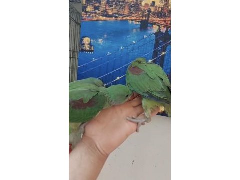 Bebek alexander papağanı