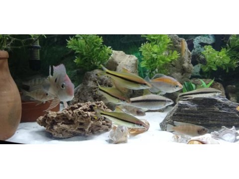 1 metrelik bombeli mobilyalı akvaryum full