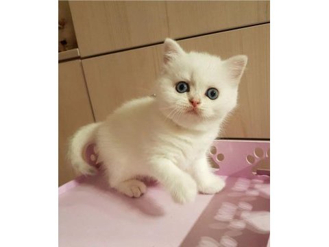 British shorthair yavruları