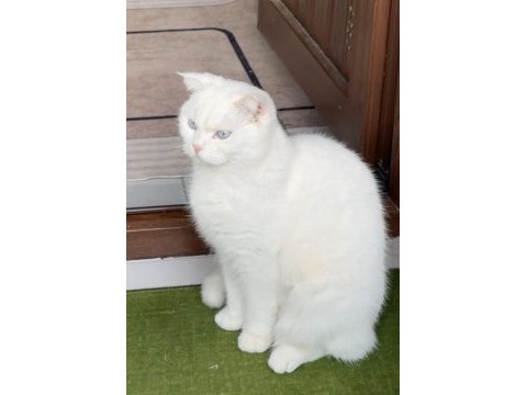 Ücretsiz scottish fold acil yavrular yuva aranıyor