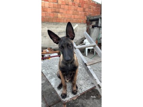 Safkan belçika malinois
