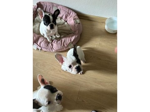 Erkek&dişi sağlıklı french bulldog bebekleri