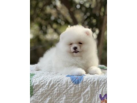 Pomeranian boo karbeyaz show class