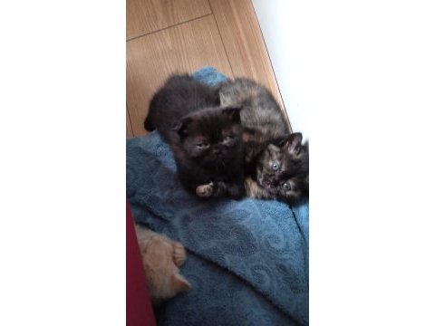 Scottish fold ve scottish straight