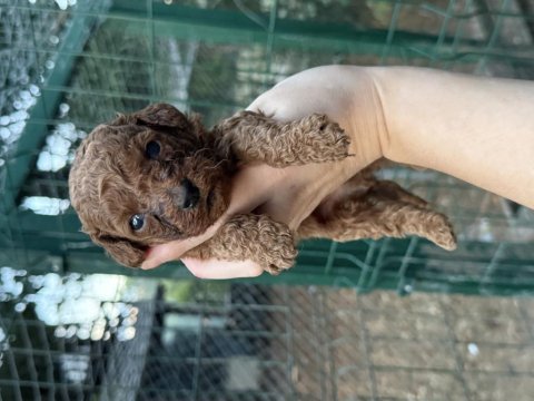 Redbrown toypoodle bebekler 