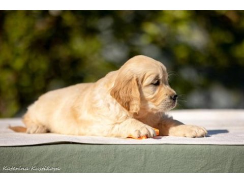 Golden retriever adrese teslim hizmetimiz vardır