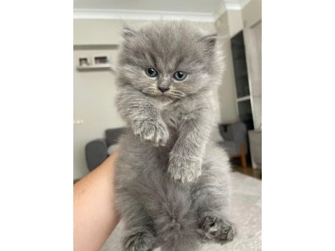 Minik yavru kedimiz 2.5 aylık sahiplendirecektir