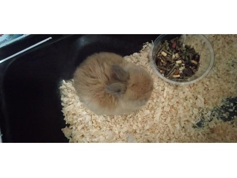 1.5 aylık cüce tavşan