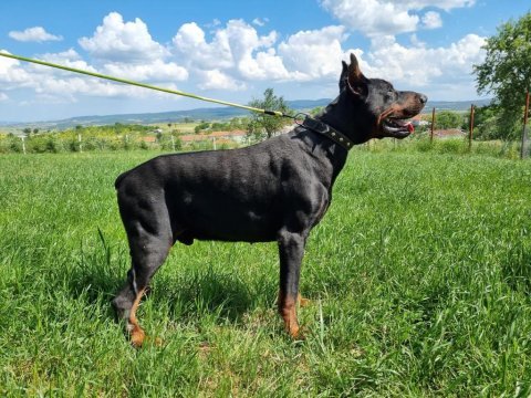 Kıf scr doberman yavruları