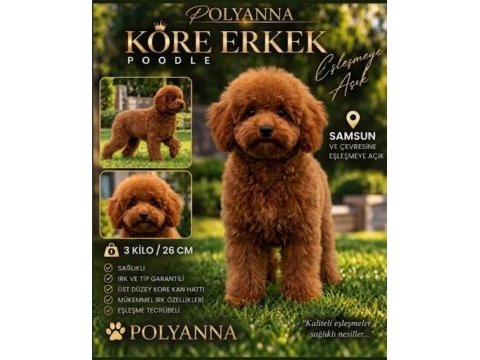 Deneyimli erkek poodle