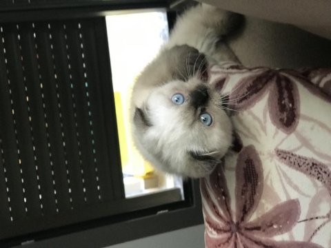 Sevgi dolu bir aileye scottish fold