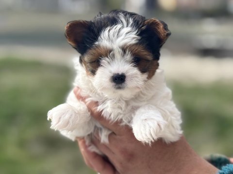 Çok özel tea cup morkie yavrular ziyarete açık