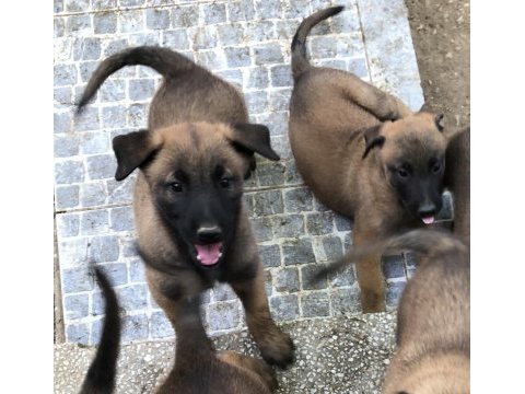 Safkan ırk garantili belçika kurdu