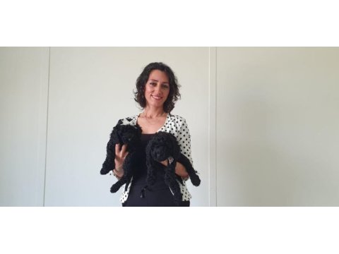 Fci scr li anne babadan black poodle yavrularımız