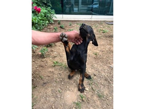 3 aylık doberman yavrusu