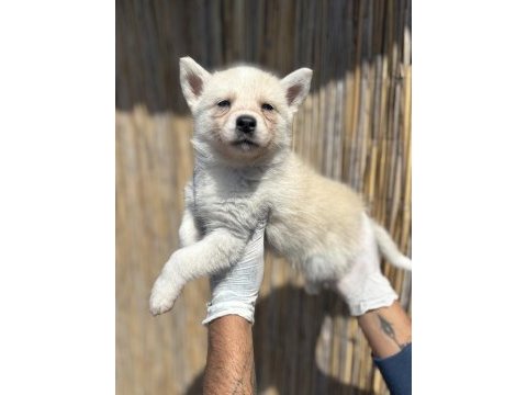 Mas mavi deniz gözlü husky yavrularım