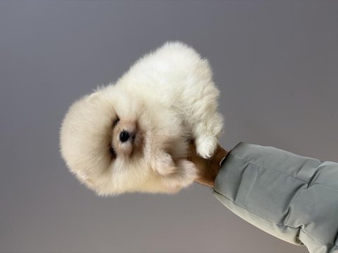 Yurtdışı pasaportlu pomeranian yavrular