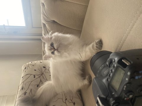 British longhair kedimiz