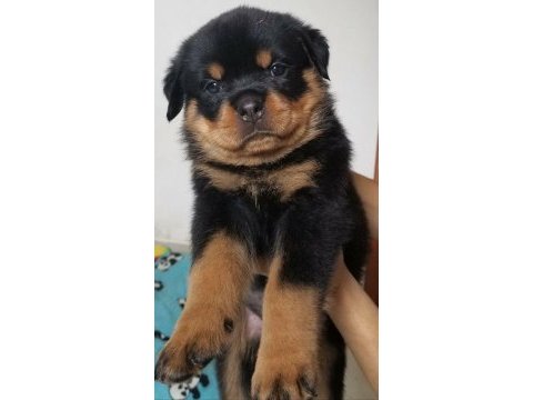 Rottweiler ırkının en iyisi