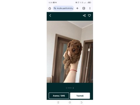 Harika poodle köpeği