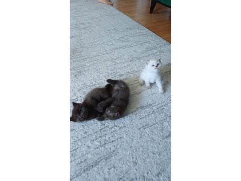 British shorthair yavrulara sıcak yuva