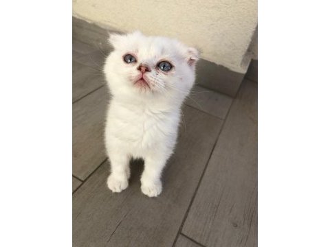 Safkan scottish fold dişi mavi gözlü kedimiz