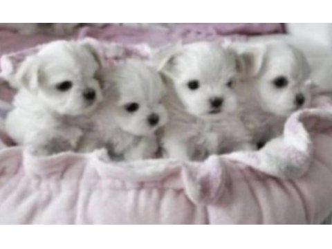 Shih tzu köpeği yavruları