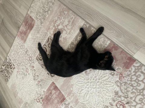 Siyah tatlış kedimiz