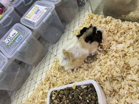 Gerçek ginepig yavruları