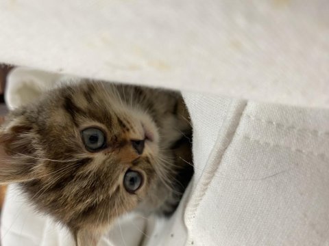 Veteriner hekim kontrolünde büyüyen scottish fold yavrular