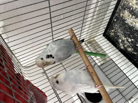 Güzel sağlıklı japones muhabbet kuşları ve jumbo