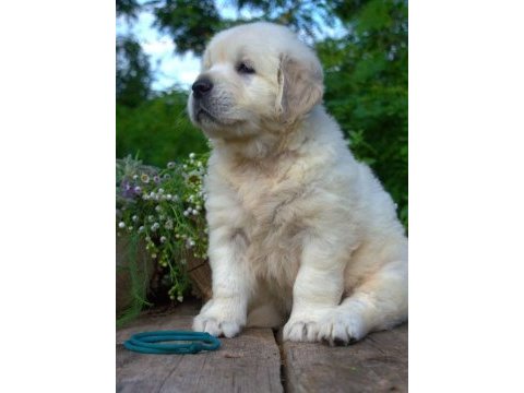 Golden retriever adrese teslim kapıda ödeme yapabilirsiniz