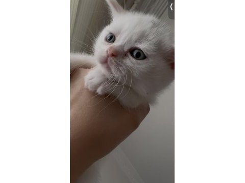 Kedilerimize yeni güzel yuvalar arıyoruz ☺️