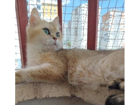 British shorthair ny11 dişi 1.5 yaşında kedimiz