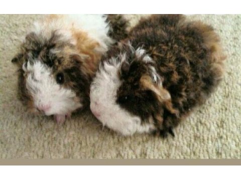 Guineapig yavrular aynı gün set halinde teslim edilir