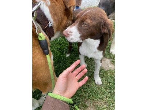 Yavru av köpeği