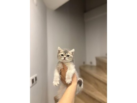 Brıtısh shorthair safkan  yavrularım 