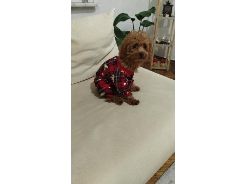 Acil toy poodle