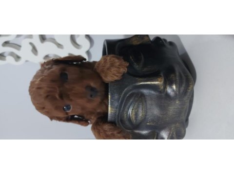 Safkan red brown toy poodle bebekler
