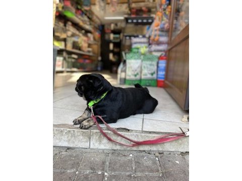 Egzotik pug üretmek isteyenlere kaçırılmayacak fırsat